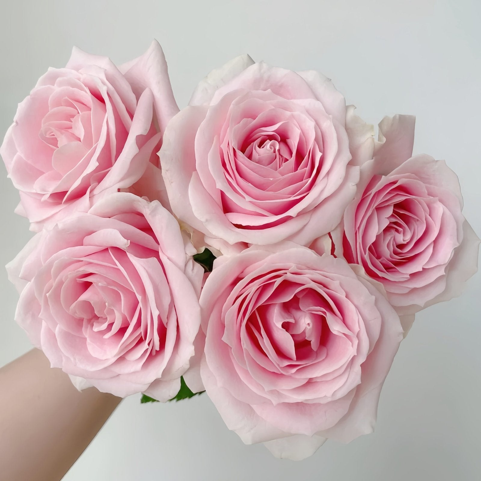 Pink Avalanche Rose Plant|粉红雪山 image 2
