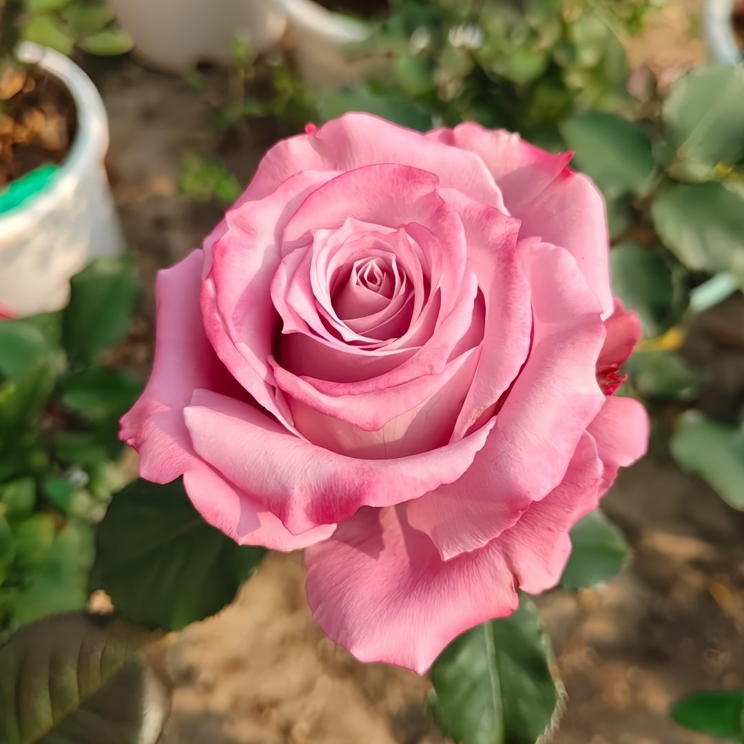 Maritim Rose Plant|玛丽蒂姆/玛丽提姆 image 8
