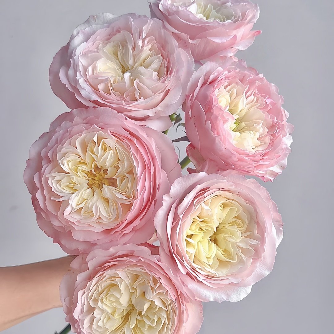Keira Rose Plant|凯拉玫瑰 image 6