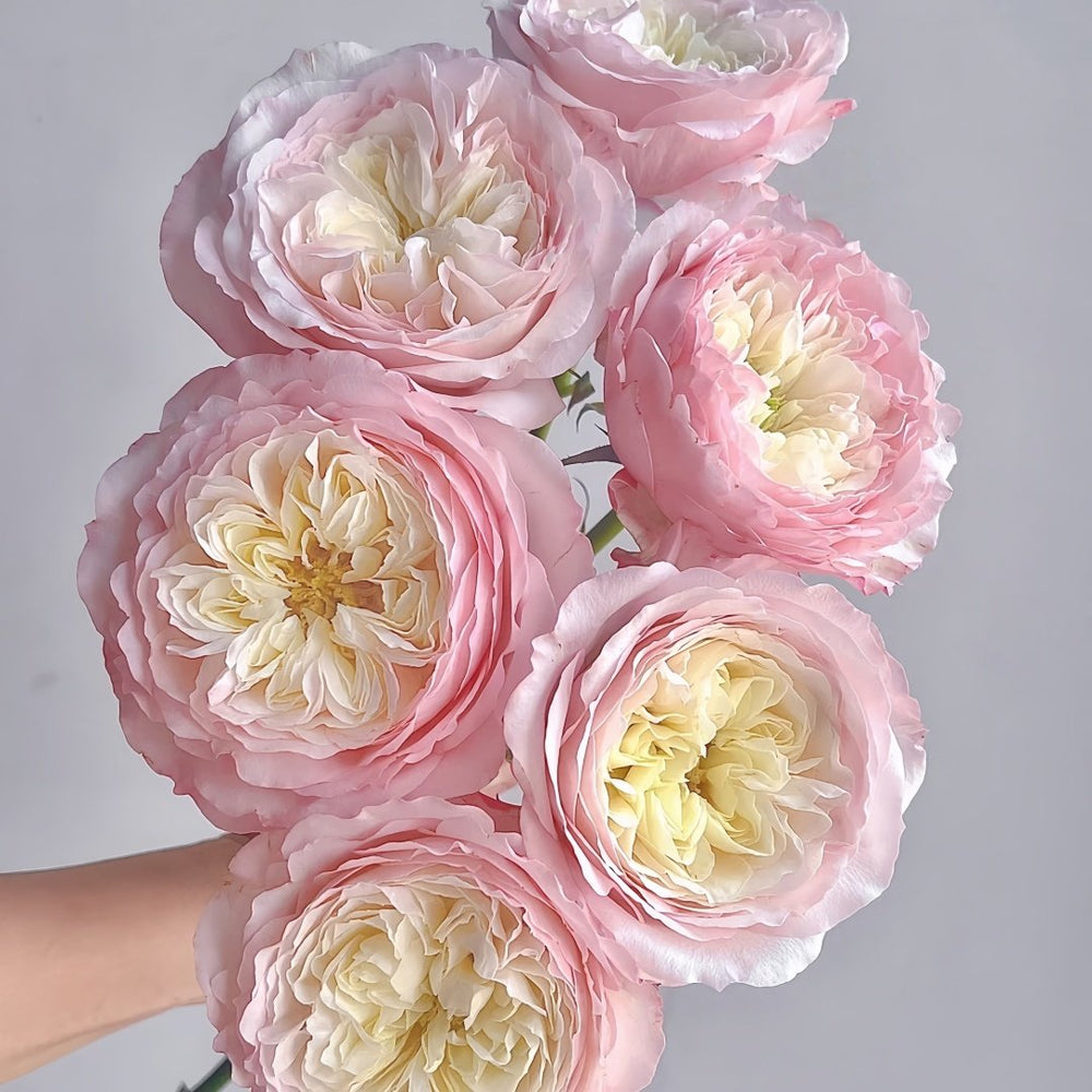 Keira Rose Plant|凯拉玫瑰 image 6