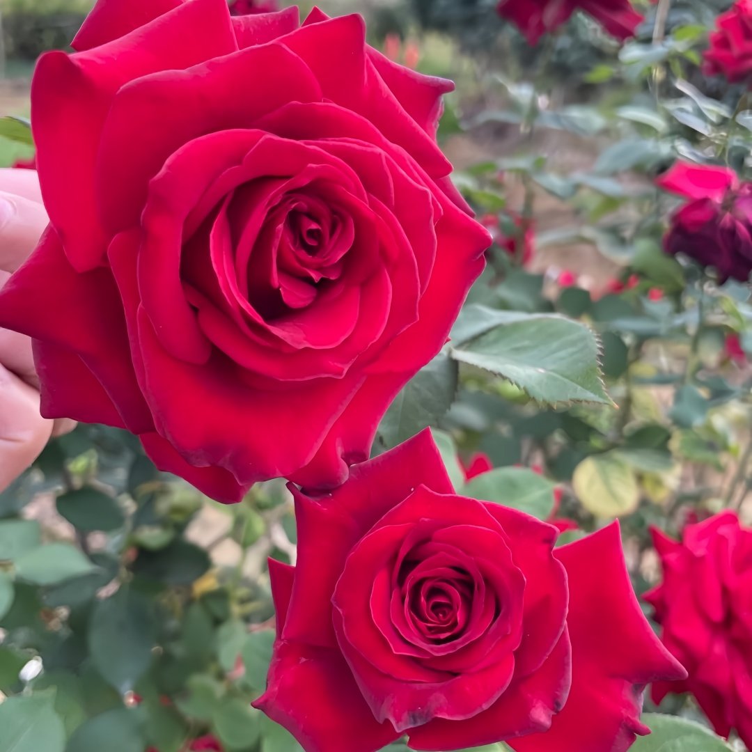 Carola Rose Plant｜卡罗拉 image 7