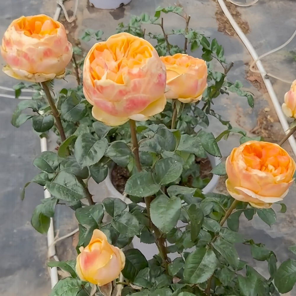 Bergamotte Rose Plant | 香柠檬 image 6