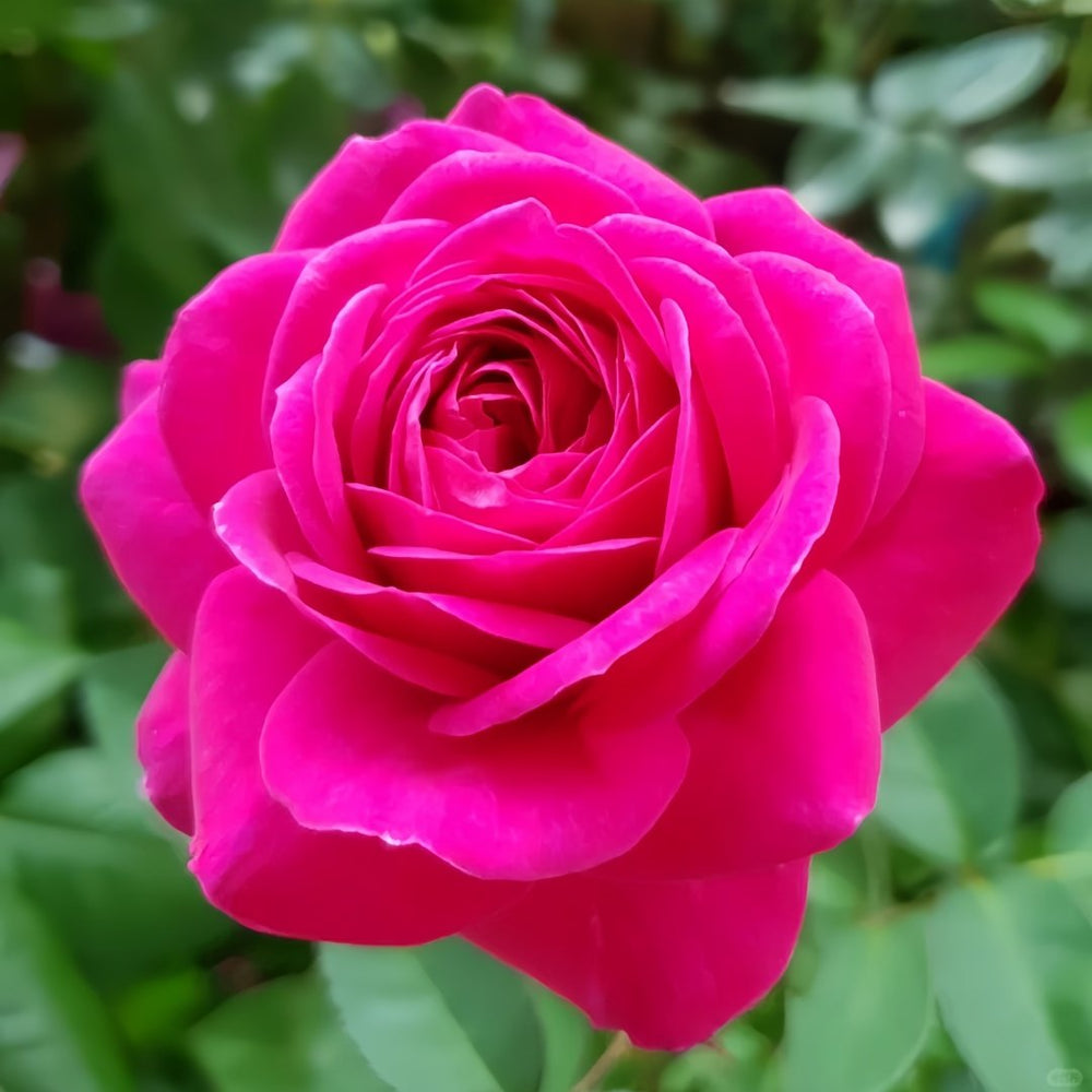 Heidi Klum Rose Plant｜海蒂克鲁姆 image 4