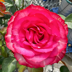 Lola Rose Plant|劳拉 image 1