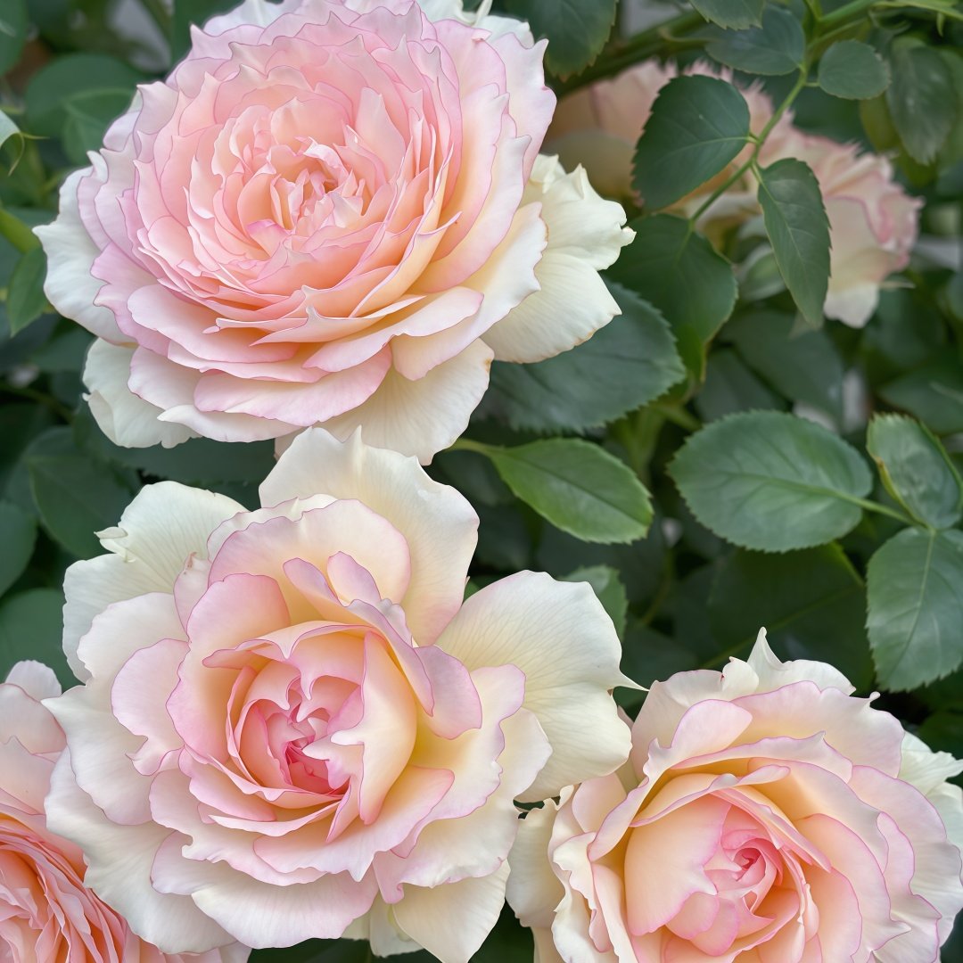 Jade Bowl Lace Rose Plant|玉碗纱 image 7