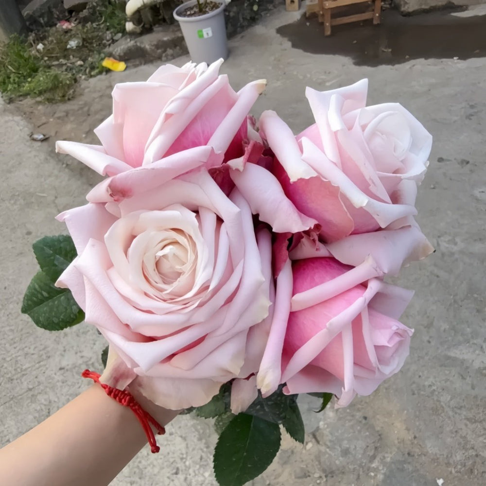 Lady Raphaela Rose Plant｜珍珠项链 image 8