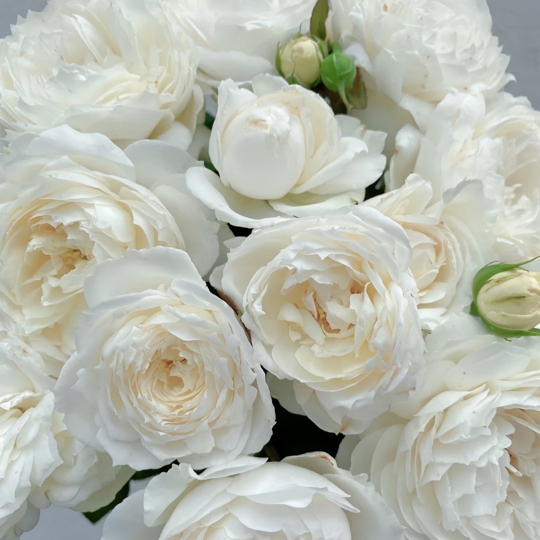 Snowball Forever Rose Plant|永恒之雪 image 7