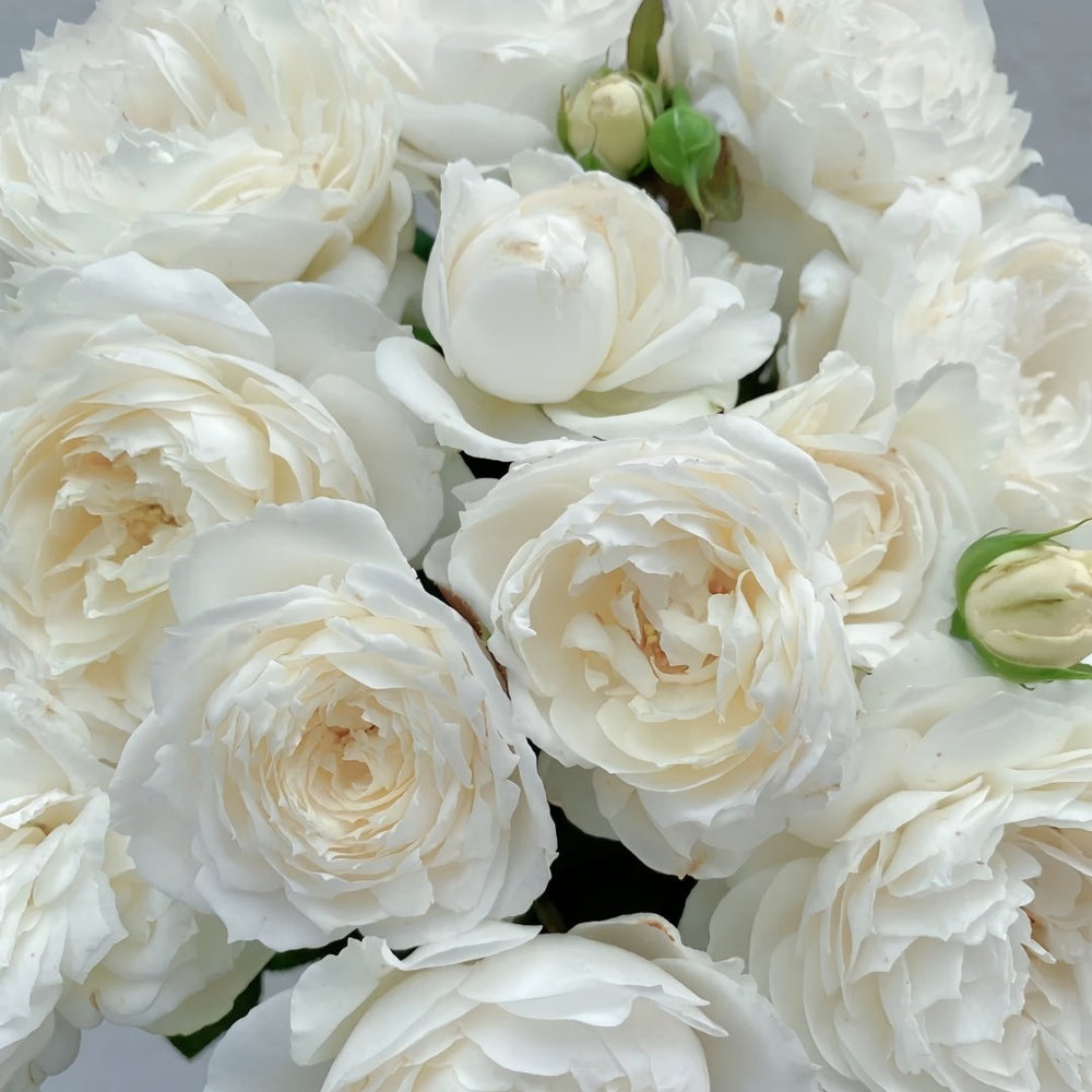 Snowball Forever Rose Plant|永恒之雪 image 7