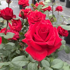 Red France Rose Plant｜法国红 image 1