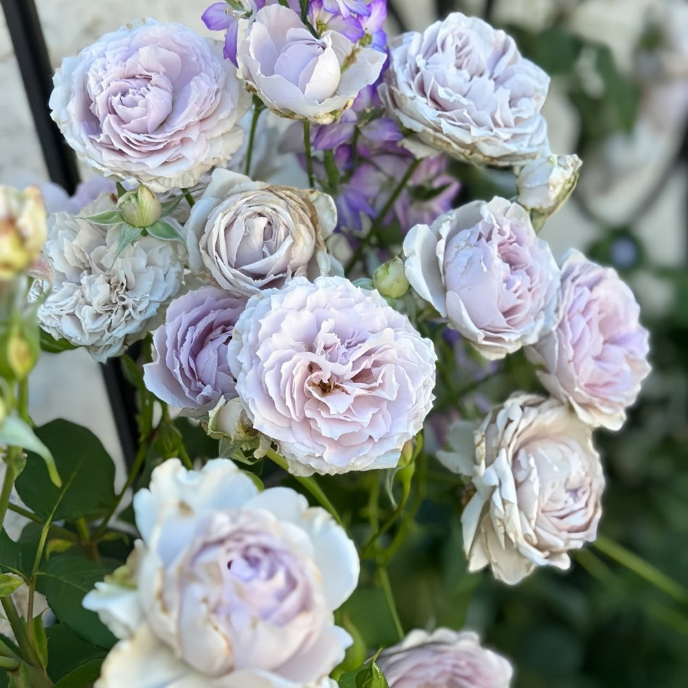 Antique Watch Rose Plant｜古董怀表 image 7