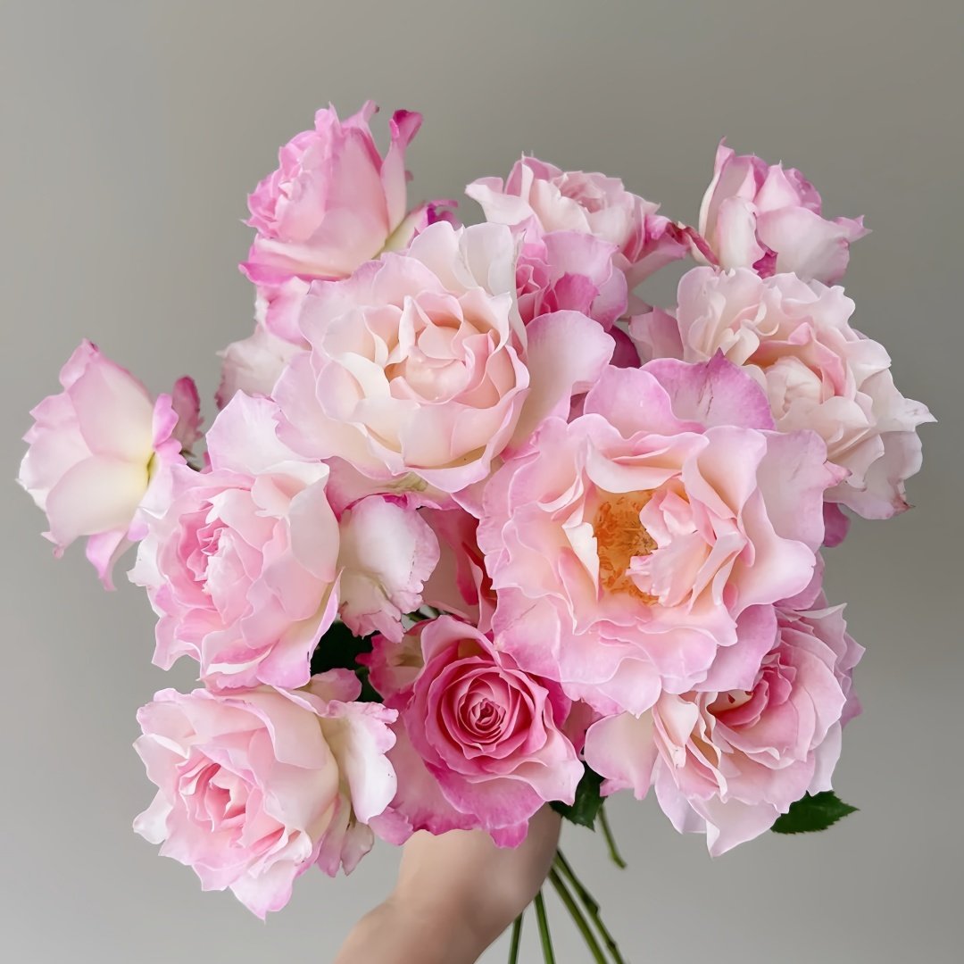 Seraphim Rose Plant｜六翼天使 image 7