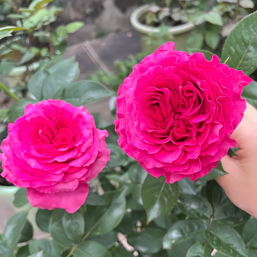Hotspot Rose Plant｜热点 image 5