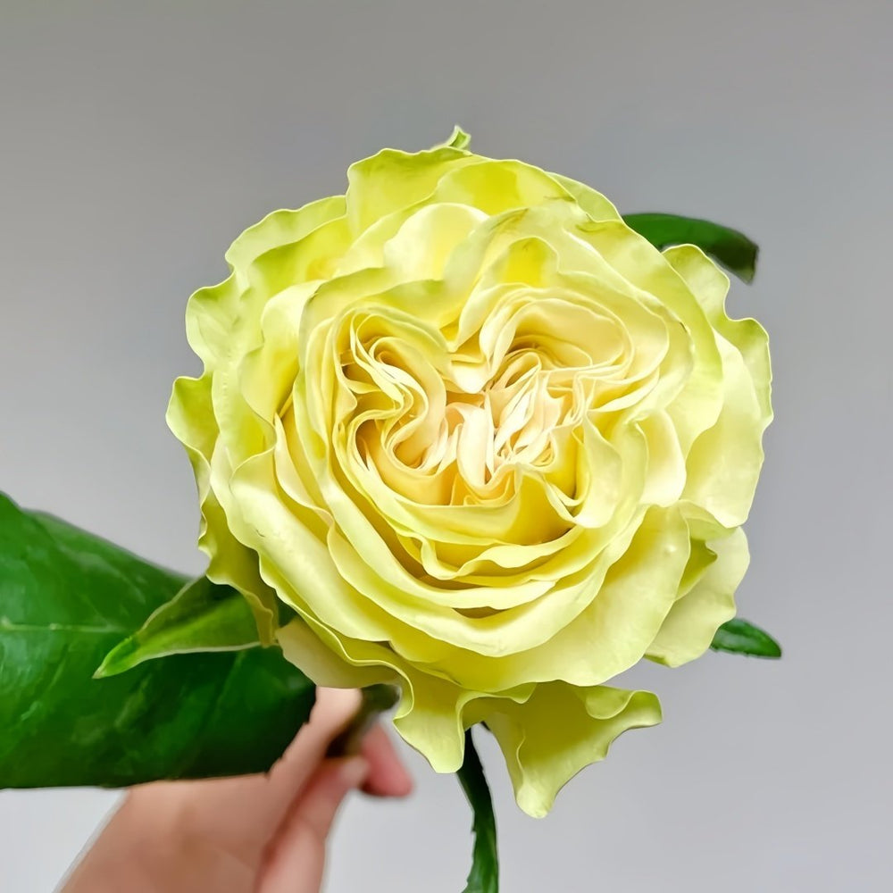 Dynamic Rose Plant|琉璃翠 image 1