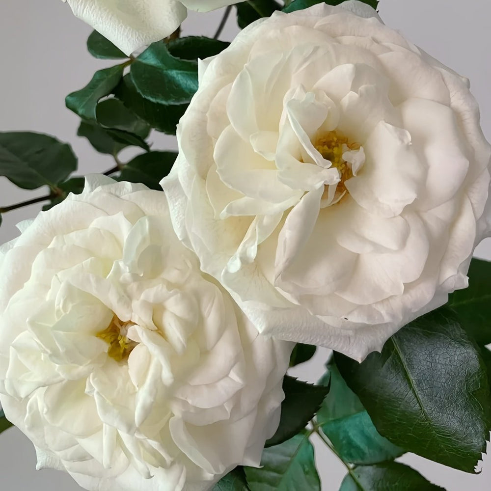Alabaster Rose Plant| 雪花石膏 image 5