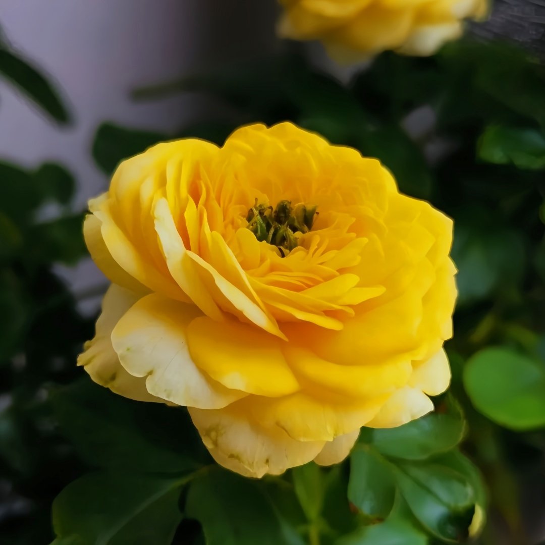 Inka Rose Plant|樱卡 image 4