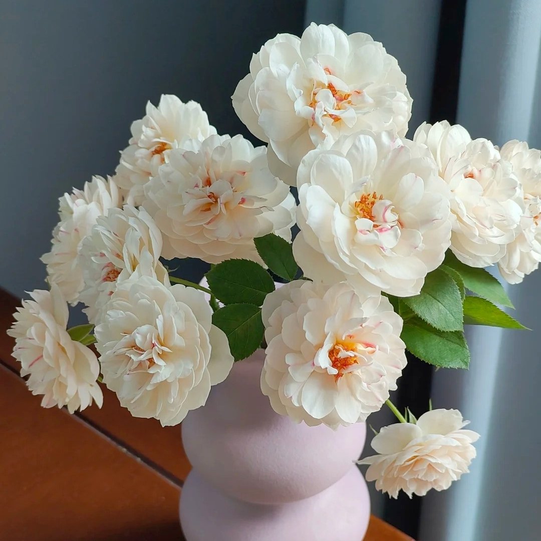 Lapin Rose Plant|小兔子 image 10