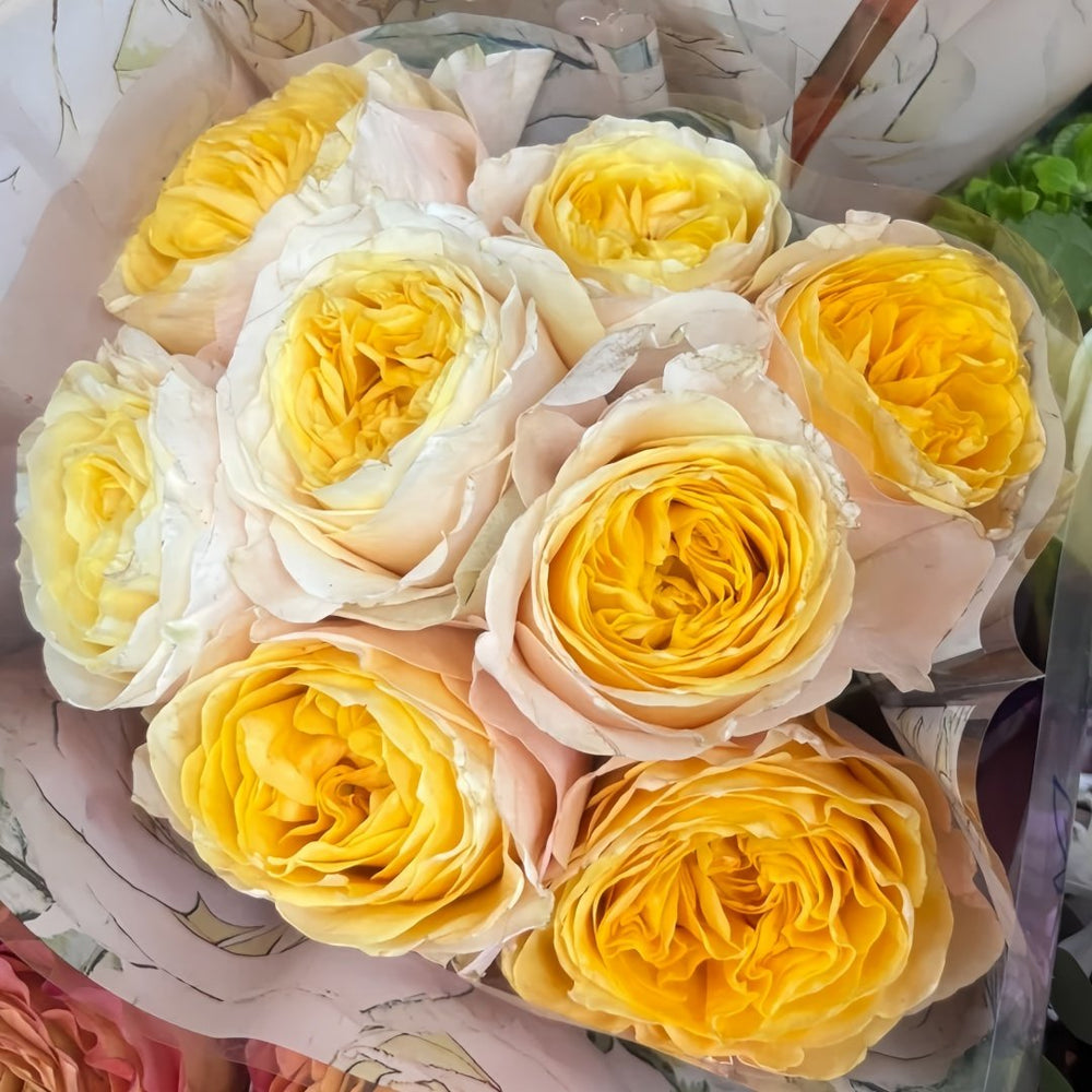King's Cross Rose Plant｜国王十字架 image 4