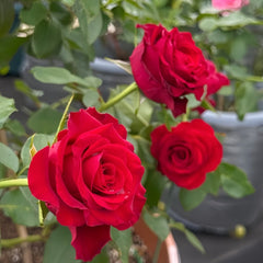 Hallelujah Rose Plant|哈利路亚 image 3