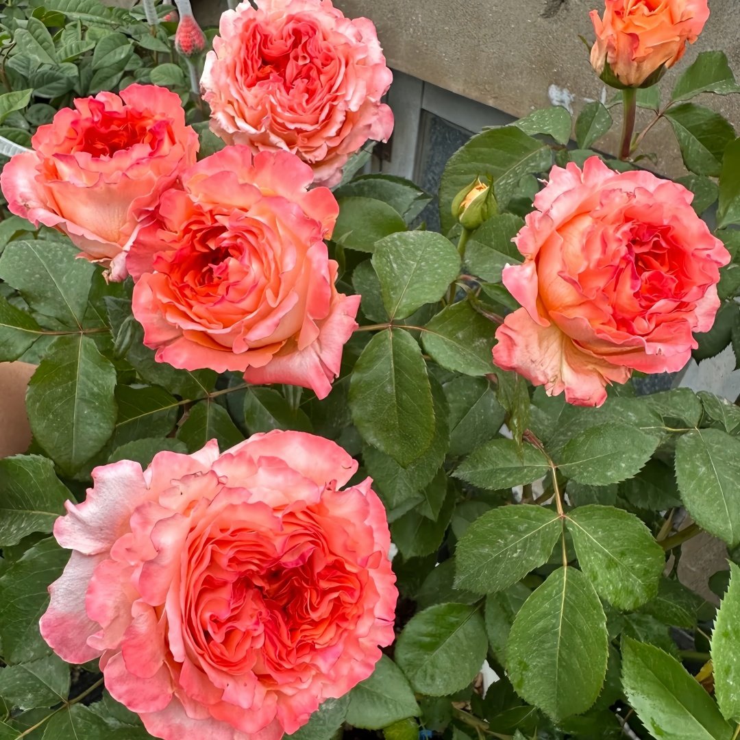 Special Song Rose Plant｜特别情歌 image 6