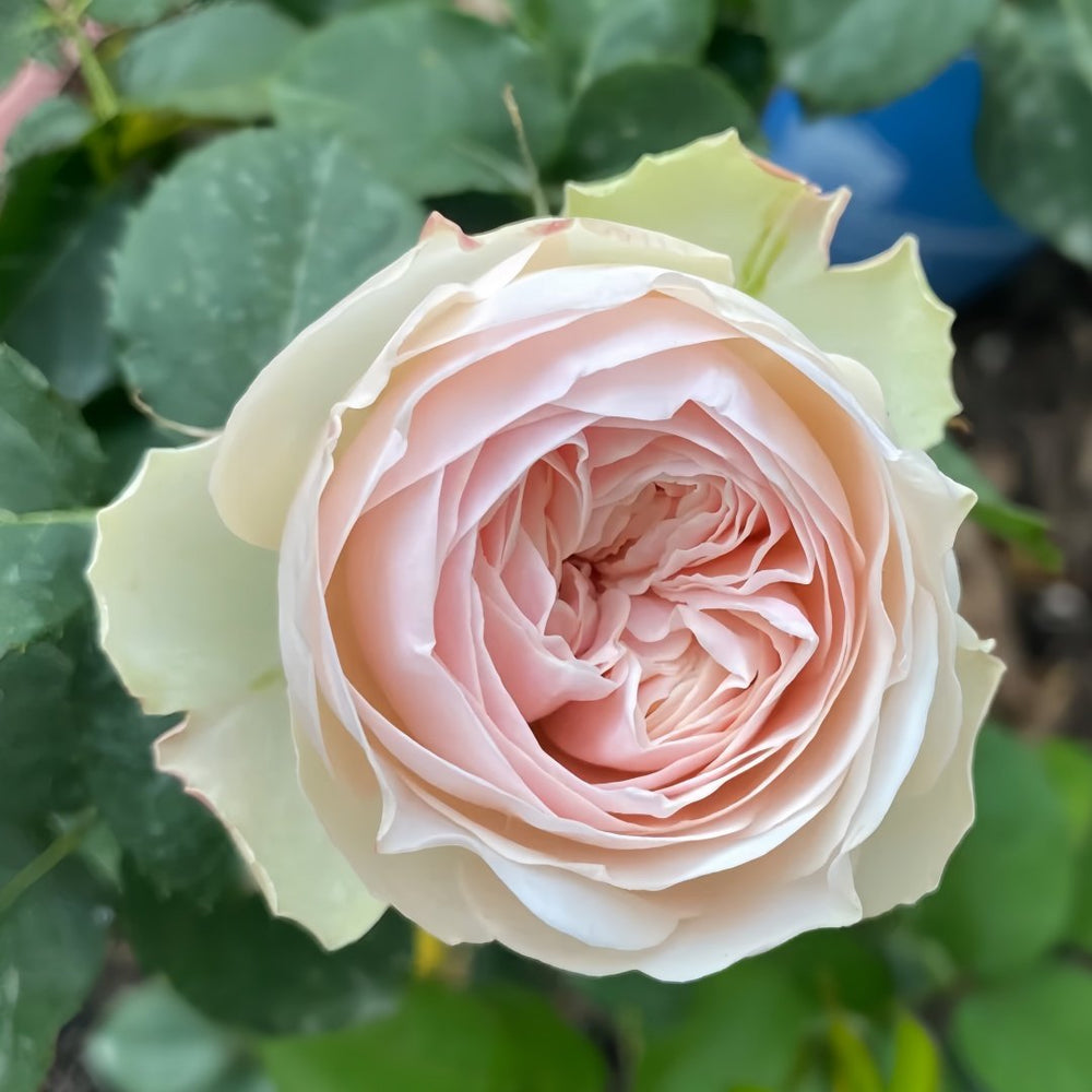 Whitby Abbey Rose Plant|惠特比修道院 image 2