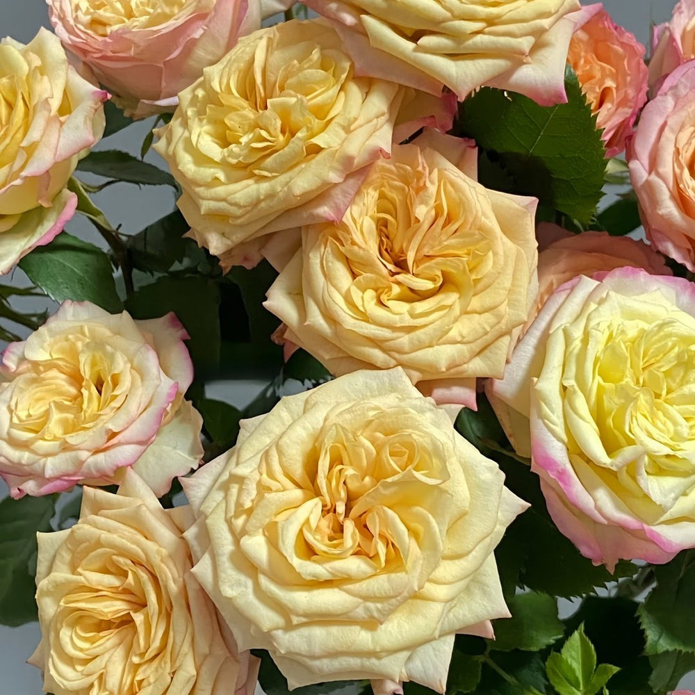Yoga Trendsetter Rose Plant｜瑜伽潮流 image 4