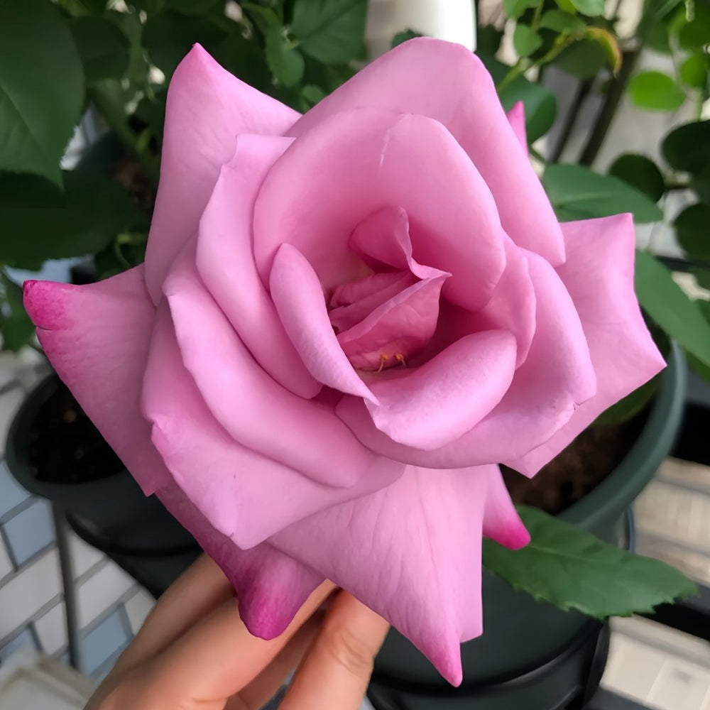 Moody Blues Rose Plant｜忧郁蓝调 image 2