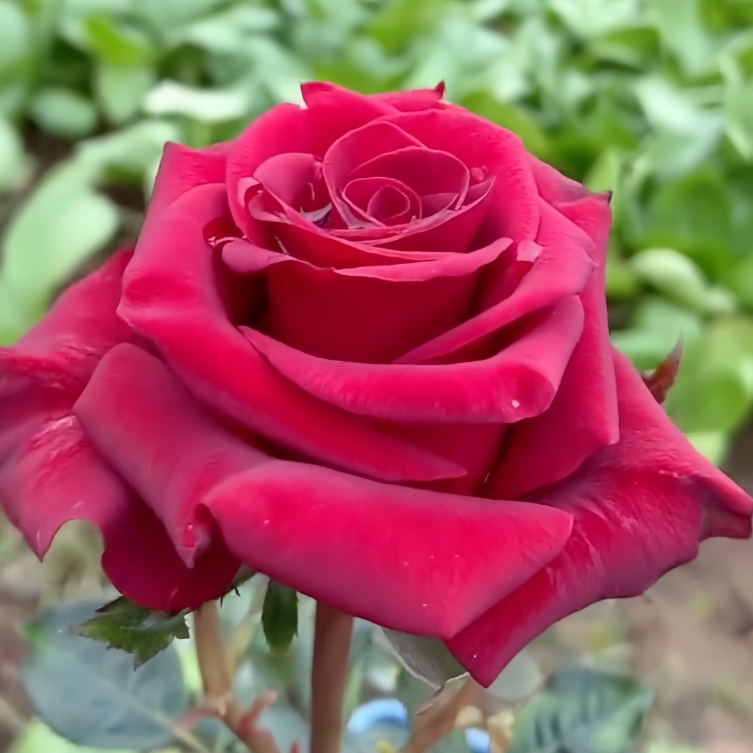 Bloody Rose Plant|布拉迪 image 8