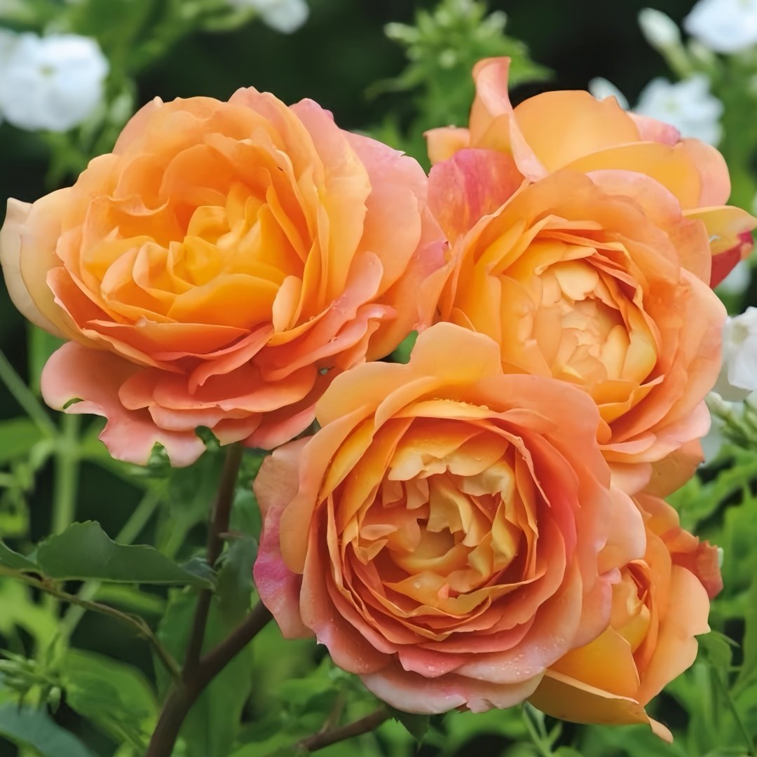 Lady Of Shalott Rose Plant | 夏洛特夫人 image 5