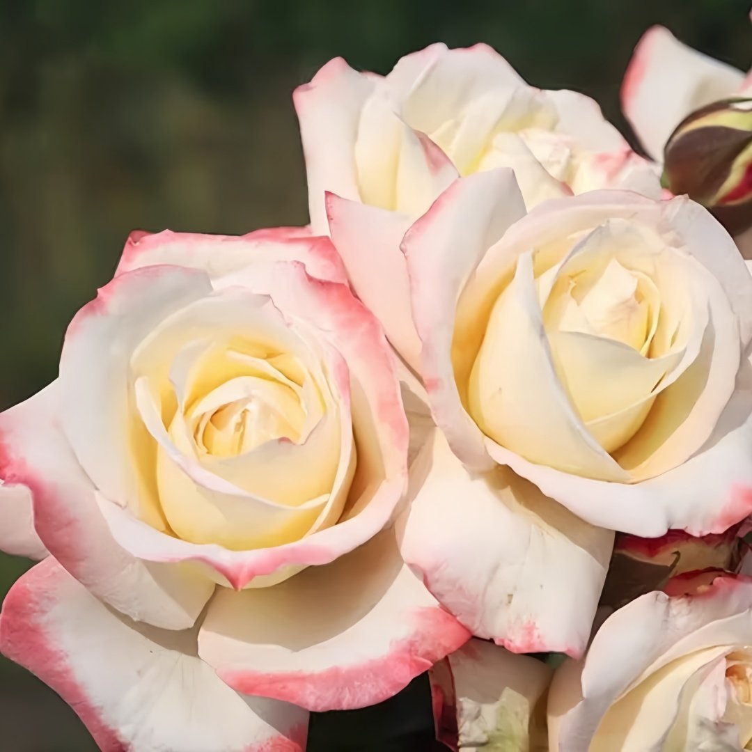 Athena Rose Plant|雅典娜 image 4