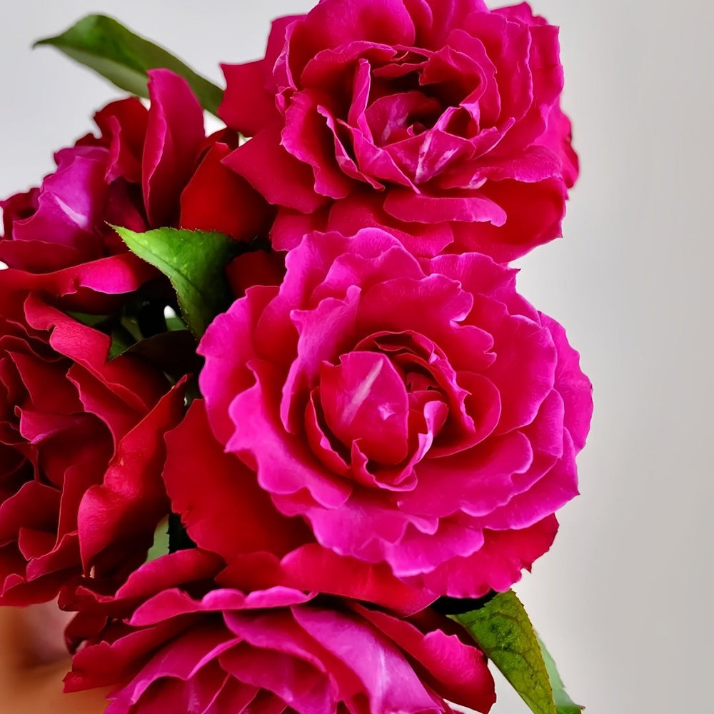 Yves Lorio Rose Plant｜伊芙红宝石伯爵 image 5