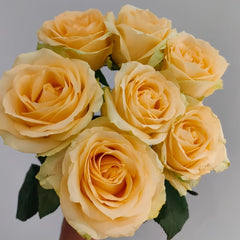Peach Avalanche Rose Plant | 蜜桃雪山 image 0