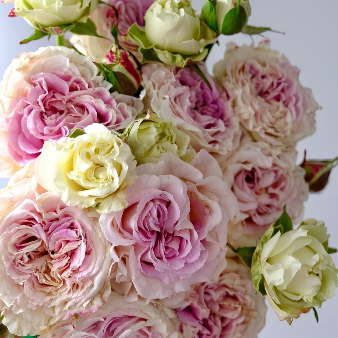 Dolce Summerhouse Rose Plant|道斯山庄/恋恋琴声 image 4