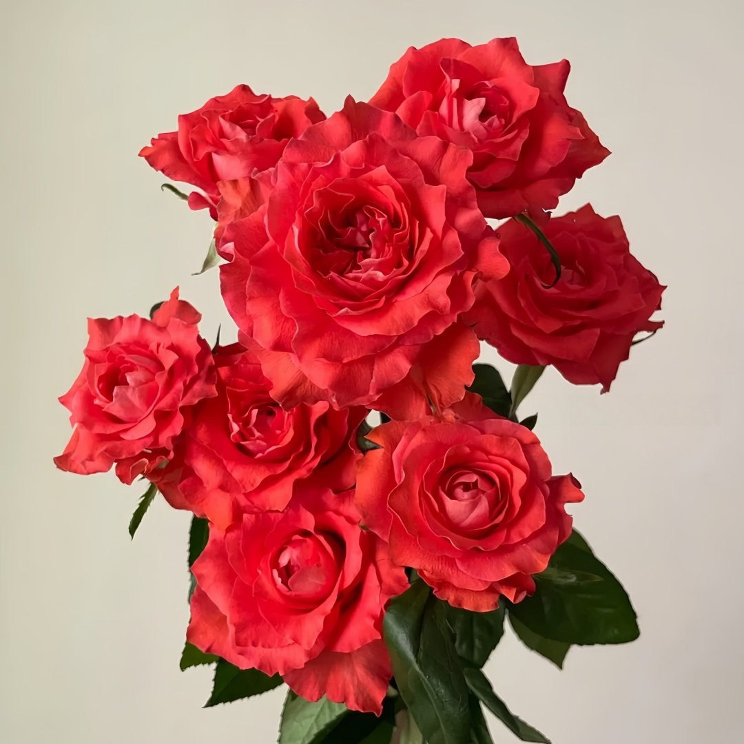 Yu Haitang Rose Plant|玉海棠 image 7