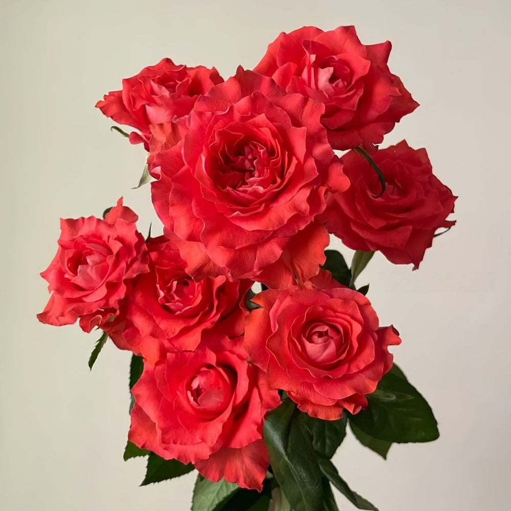 Yu Haitang Rose Plant|玉海棠 image 7