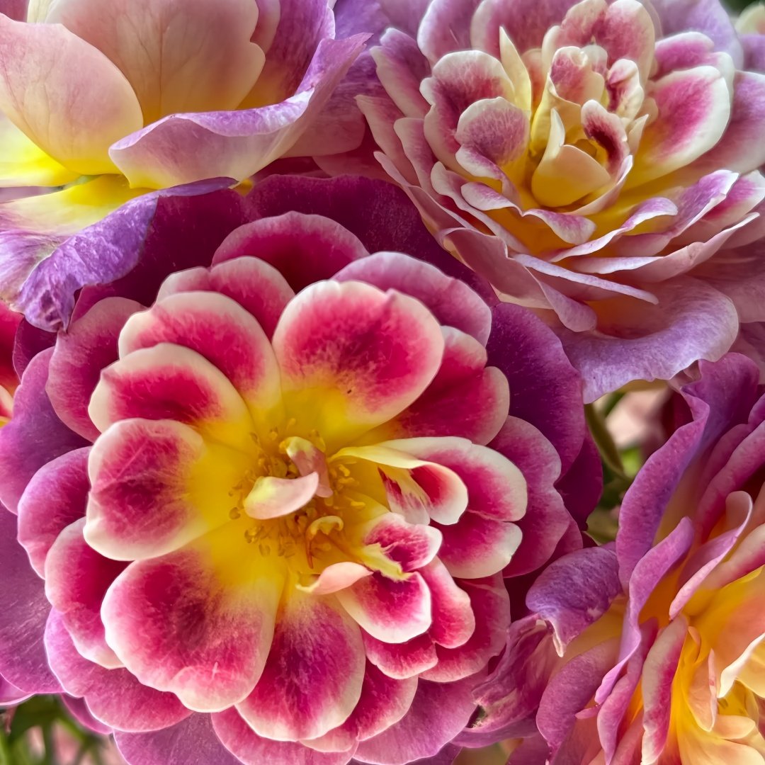 Diablesse de Mers Rose Plant|恶魔的海洋 image 3