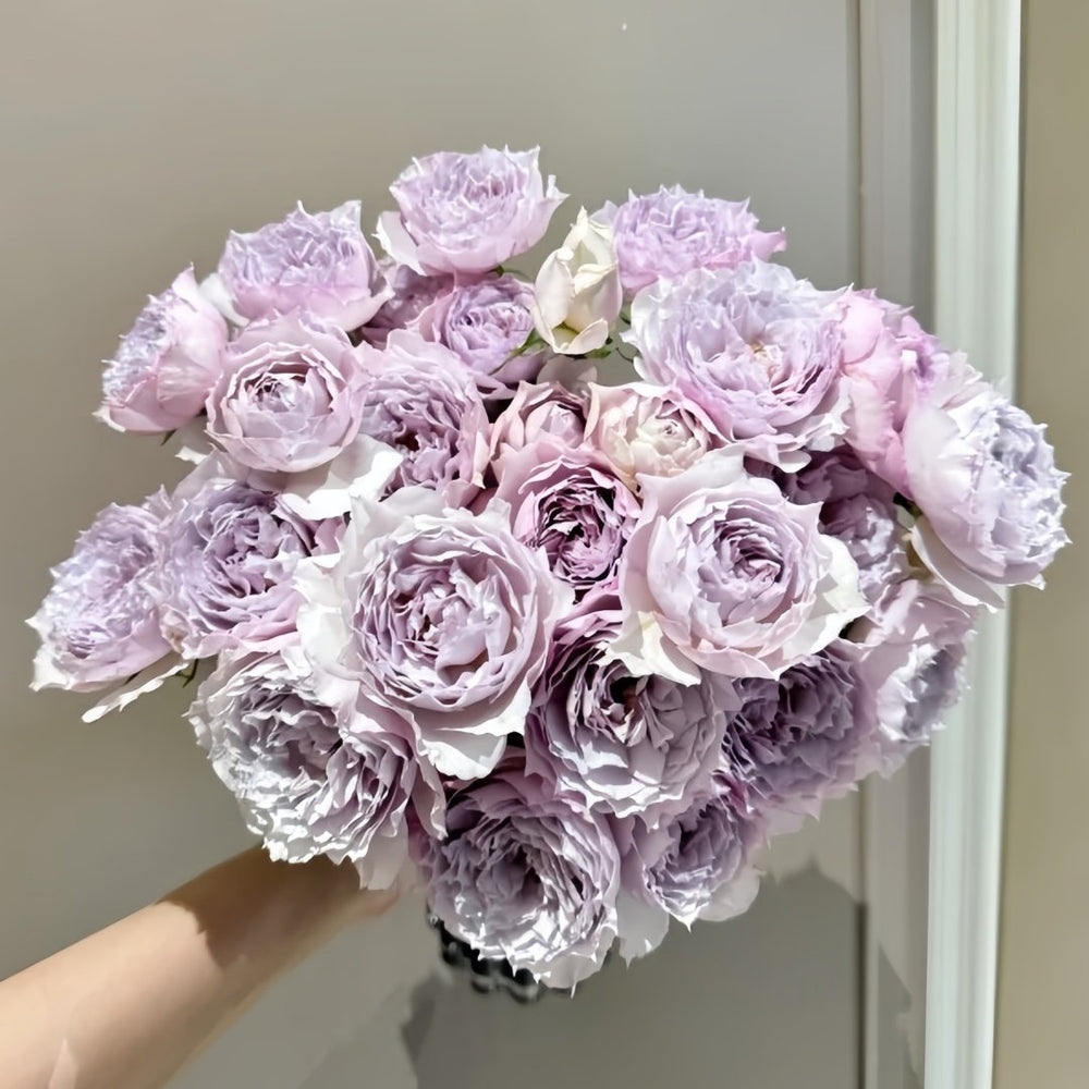 Floating Moon Rose Plant|浮月 image 9