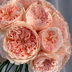 Salmanasar Rose Plant|萨尔曼莎 image 3