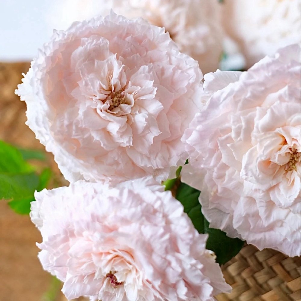 Tsumugi-Hirari Rose Plant｜紬-曼舞 image 4