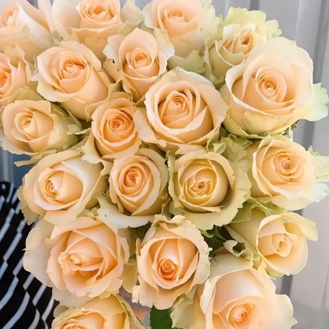 Peach Avalanche Rose Plant | 蜜桃雪山 image 8