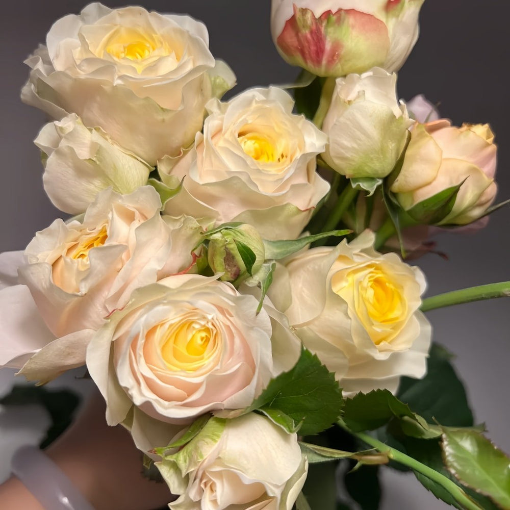 Teresa Rose Gulya Rose Plant｜特蕾莎 image 9