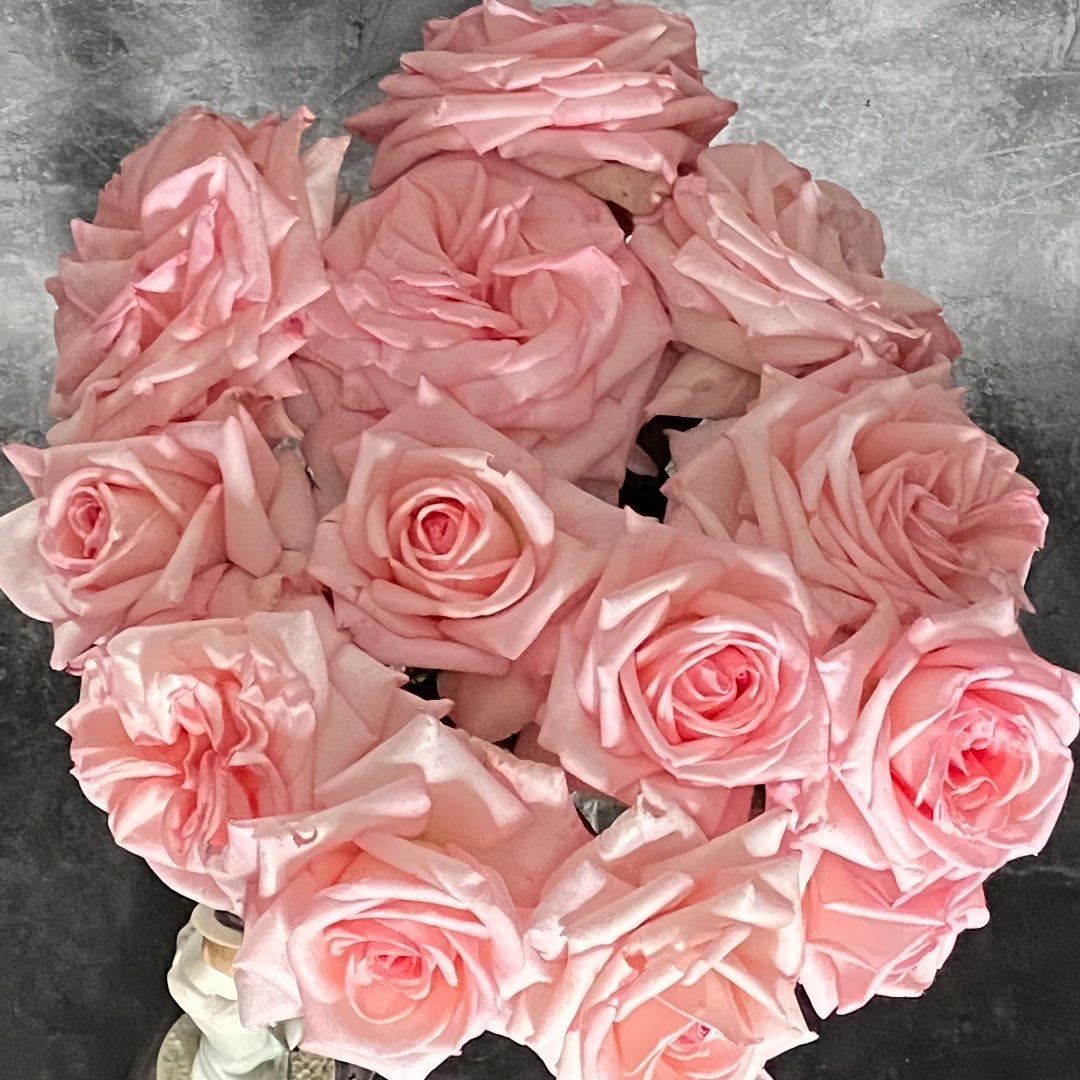 Pink O‘Hara Rose Plant|粉荔枝 image 9