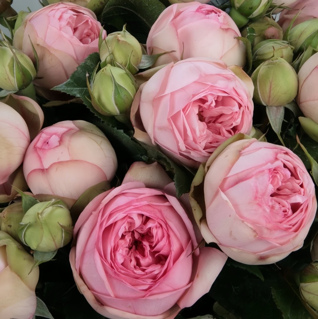 Charming Piano Rose Plant | 妩媚钢琴 image 0