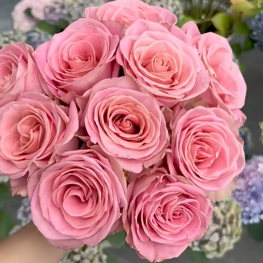 Hemosa Rose Plant|赫莫萨 image 9