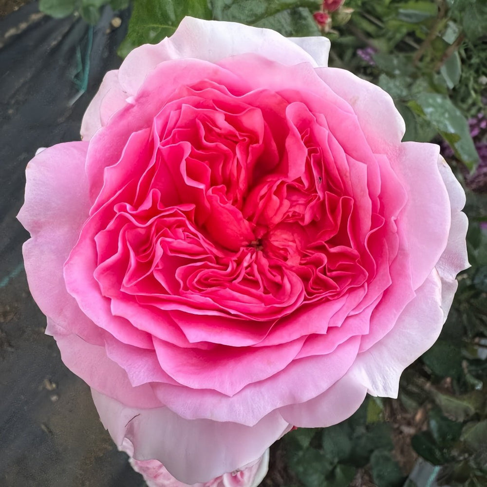 Millicent Rose Plant|米利森特 image 5