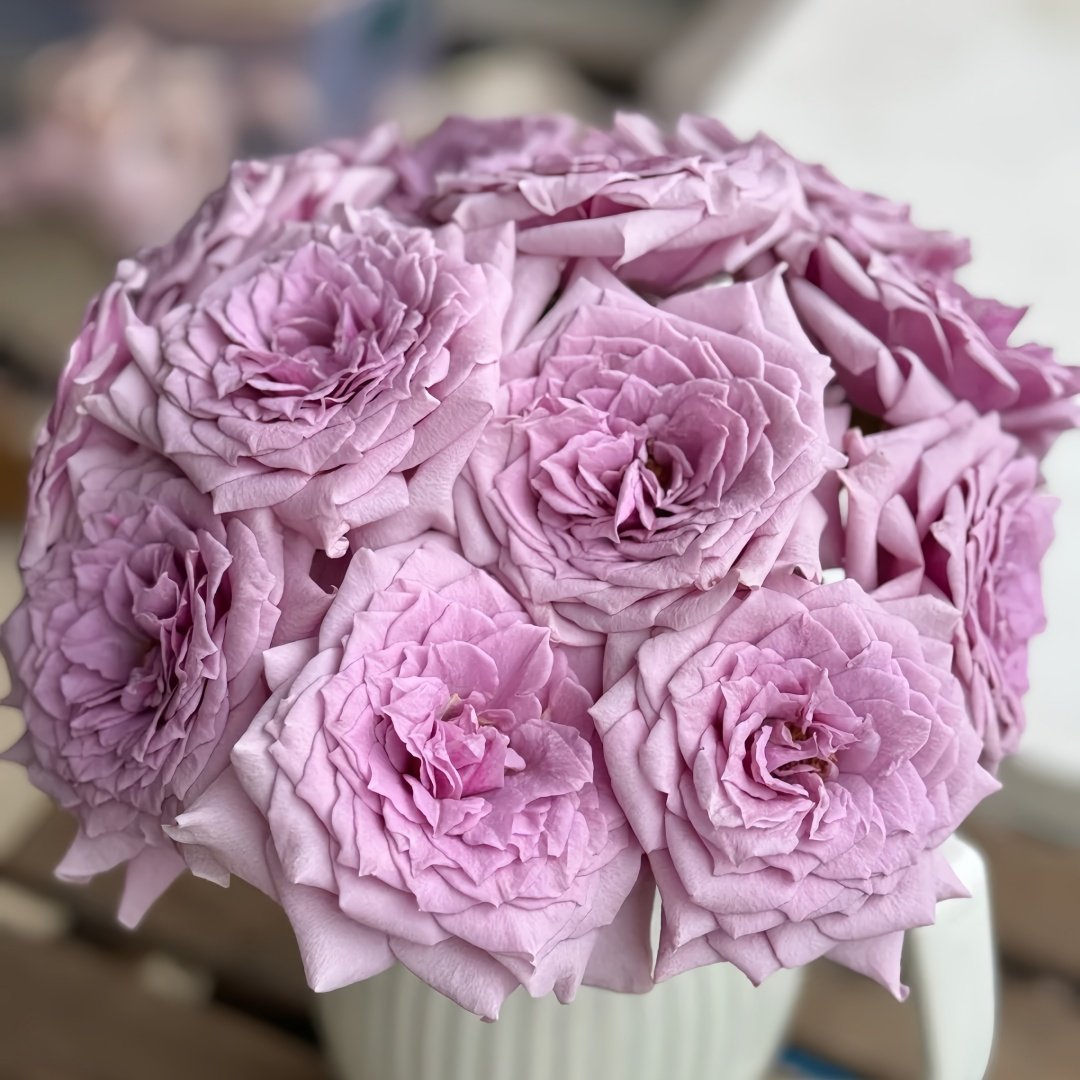 Colin Craven Rose Plant｜柯林克莱文 image 0
