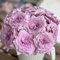 Colin Craven Rose Plant｜柯林克莱文 image 0