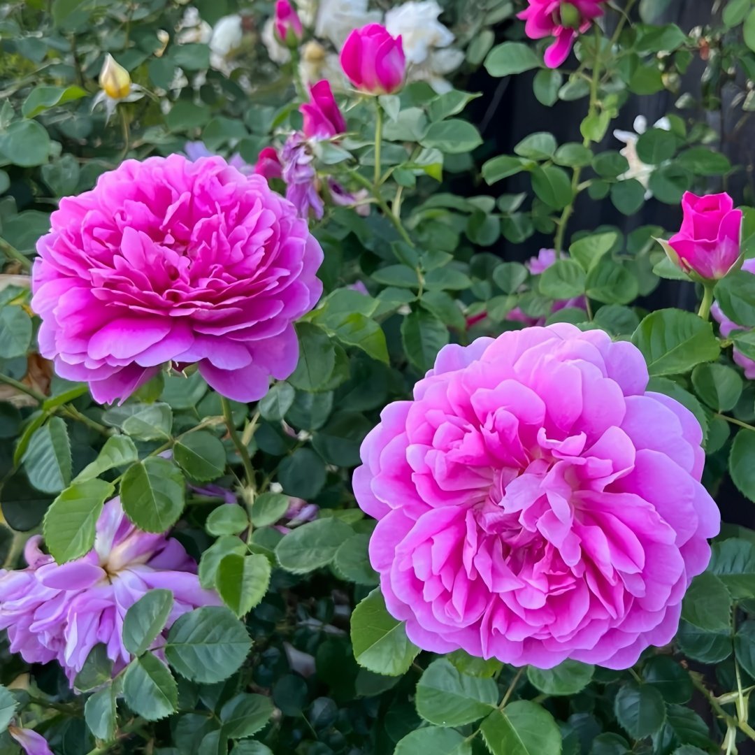 Princess Anne Rose Plant|安妮公主 image 7