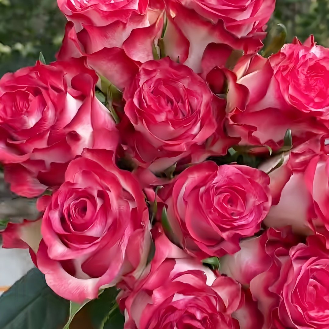 Ducati Rose Plant|杜卡迪 image 4