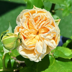 Vanilla Catalina Rose Plant｜香草卡特琳娜 image 2