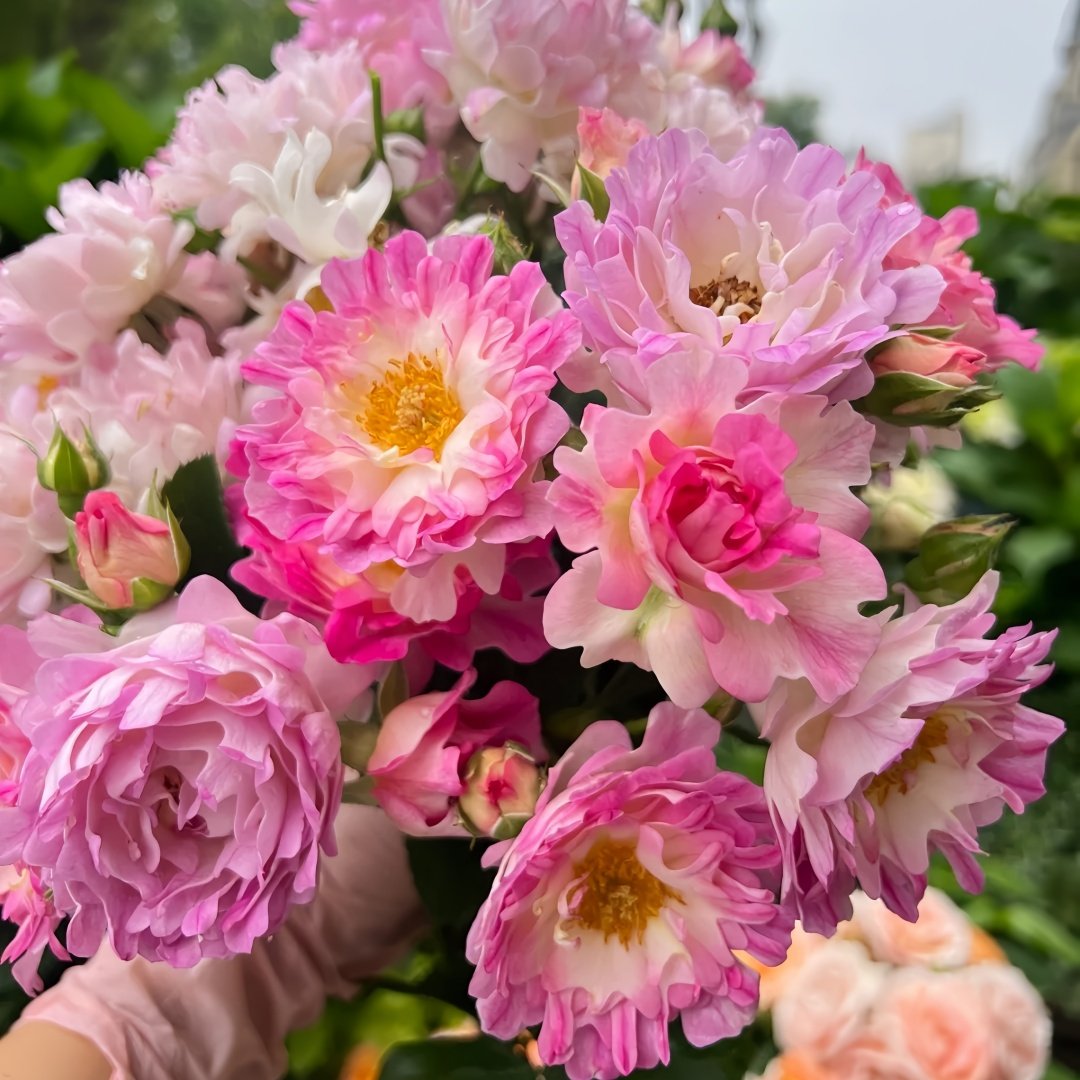 Sea Anemone Rose Plant | 海葵 image 6